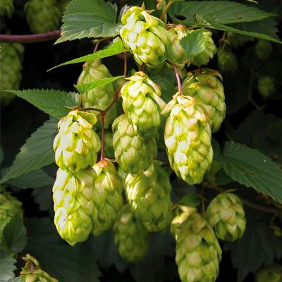 hop Project Charles Faram
